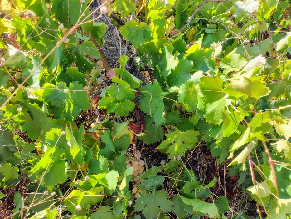 Лозе 1.5 дек град Перущица