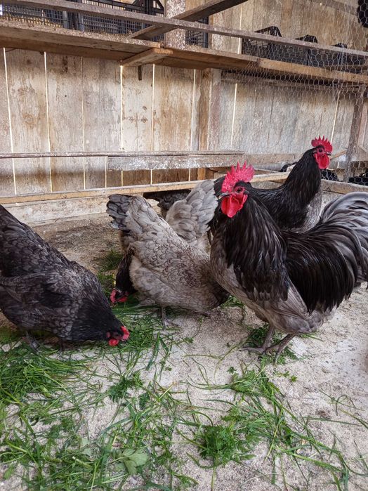 Vând oua pt incubat găini austrolorp albastru,austrolorp negru