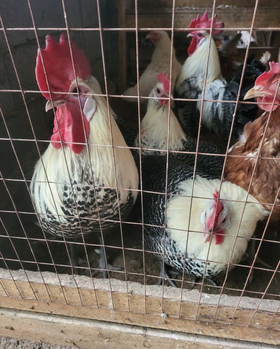 Куры Беккель серебро