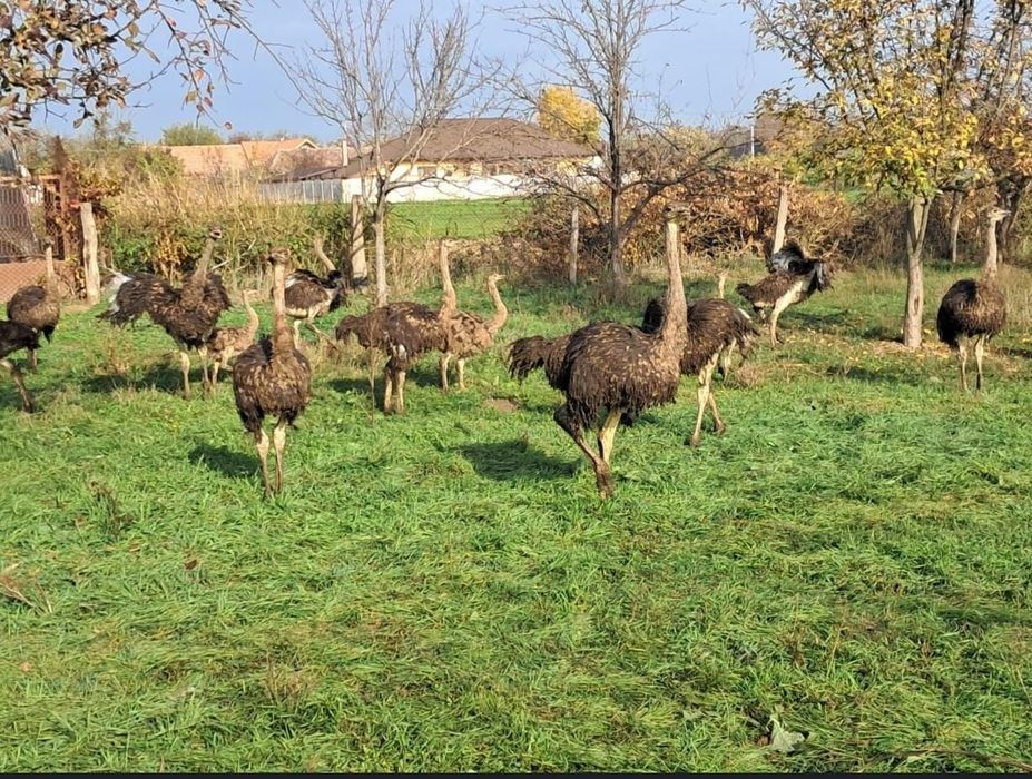 Vând pui de struț african ofertă