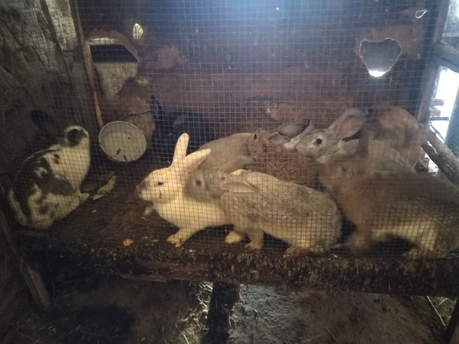 Куйон великан 250 мин донаси