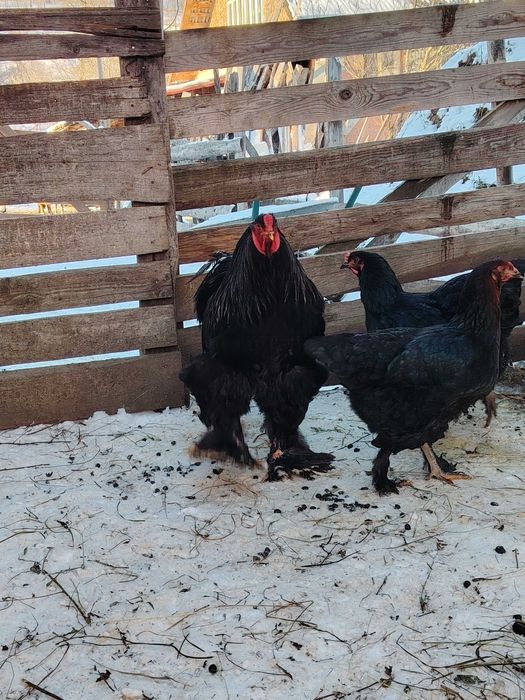 Cocosi brahma   tineret