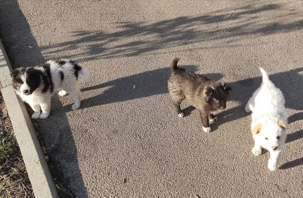 Щенки домашние, дворняги.