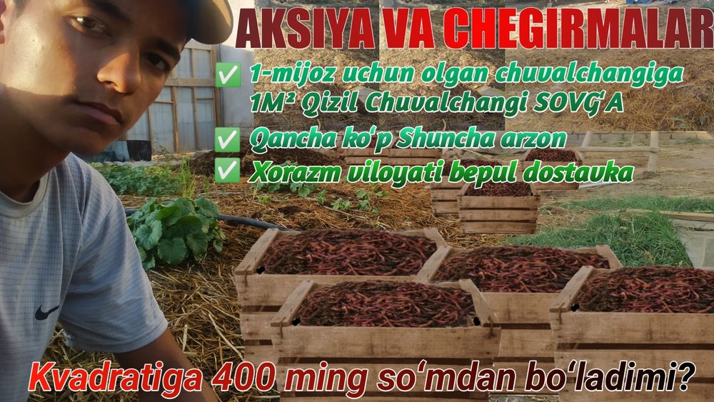 Qizil Chuvalchang ( Kaliforniyaniki)