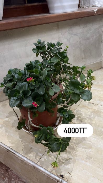 Молочай, эухарис, фикус макламе