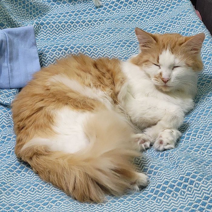 Отдам кошку в добрые руки