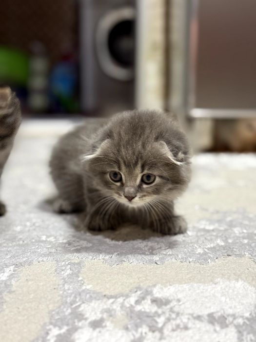 Mushuk pornosini sikish