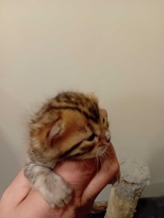 Бенгалска котка , родословие перфектни родители
