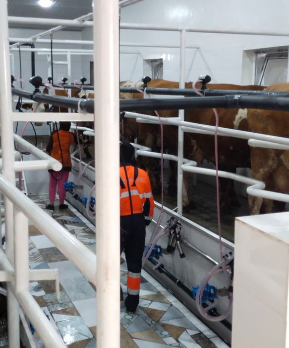 Таер ферма сотилади черняевкада 1 гектар