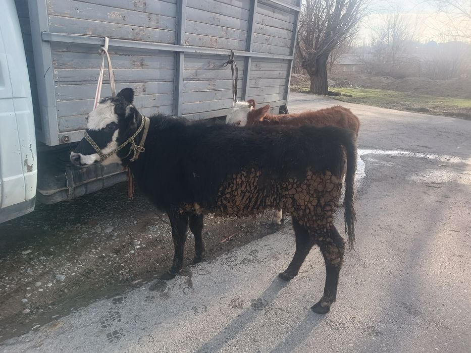 Продается тёлки привозные