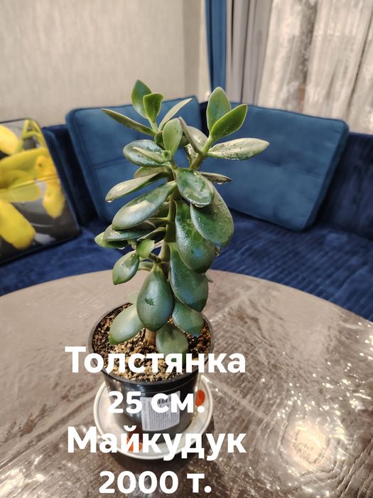 Толстянка (денежное дерево)