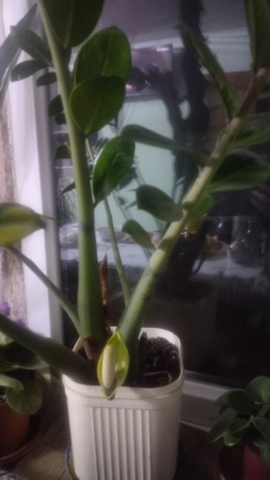 Комнатные Цветы.