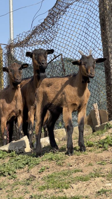 Ieduta Alpina Franceza (linie buna) foarte reusita, talie foarte buna!