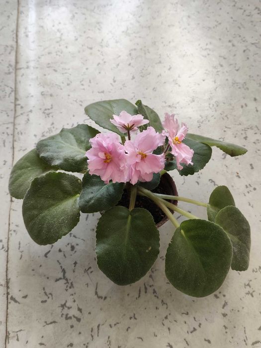 Продам фиалку розовая