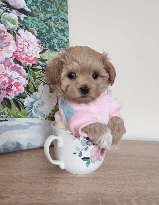 Малтипу Maltipoo Teacup/пудел Teddy. VIP ultra mini micro