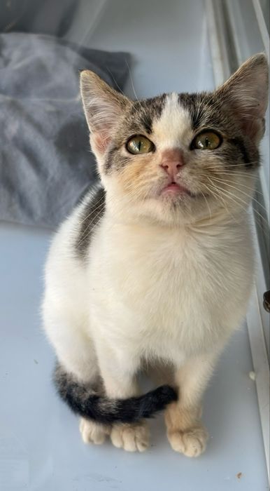 Женско коте на три месеца, търси дом