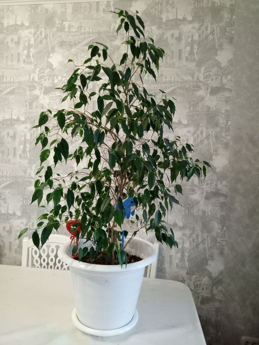 Продам Комнатные цветы Фикус бенджамина