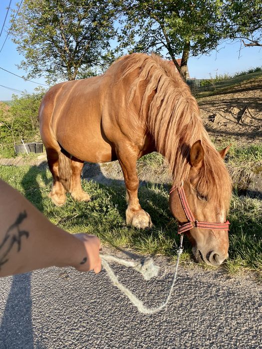 Iapă cu mânză  de o lună