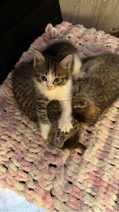 Котята в самые добрые ручки