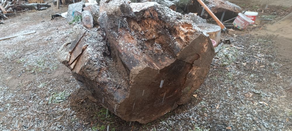 Корен от орех. Сух