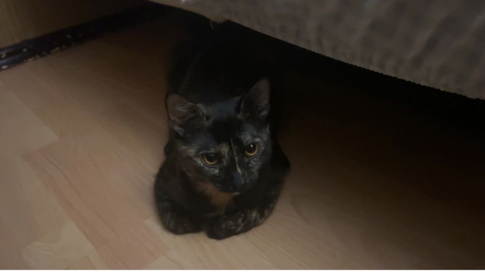 Отдаем кошку бесплатно