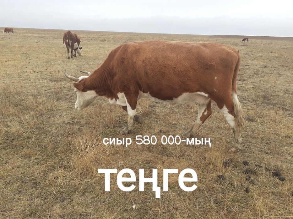 12-бас бар саттық бір бұзаумен қосқанда