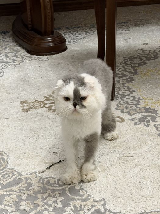 Кошка персидская, мальчик