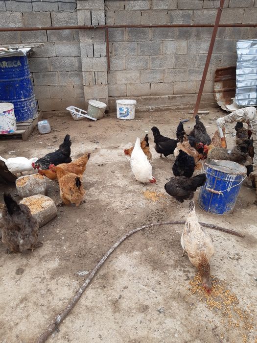 Сорғыштар мен короздардың суреттері