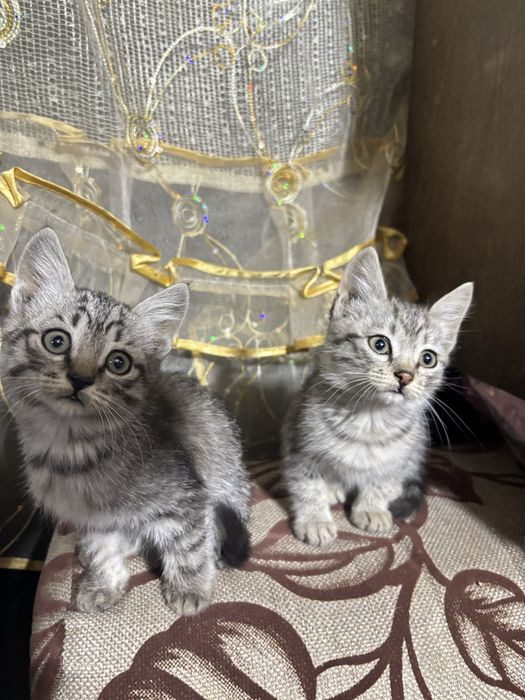 Отдадим котят в добрый руки