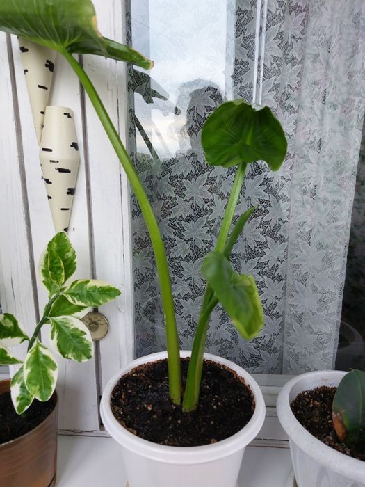Калла,комнатные растение