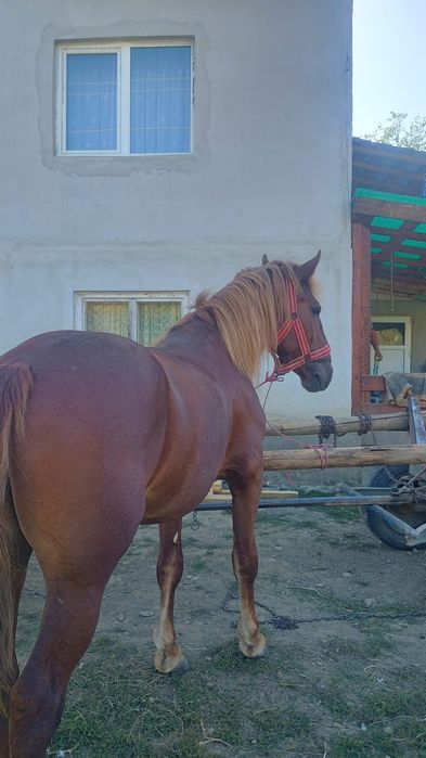 De vânzare mânz de 4 ani