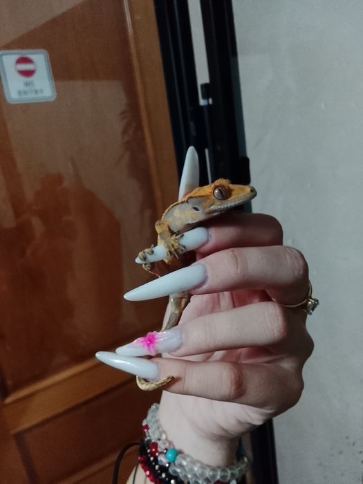 Gecko crested-correlophus cliliatus cu terariu
