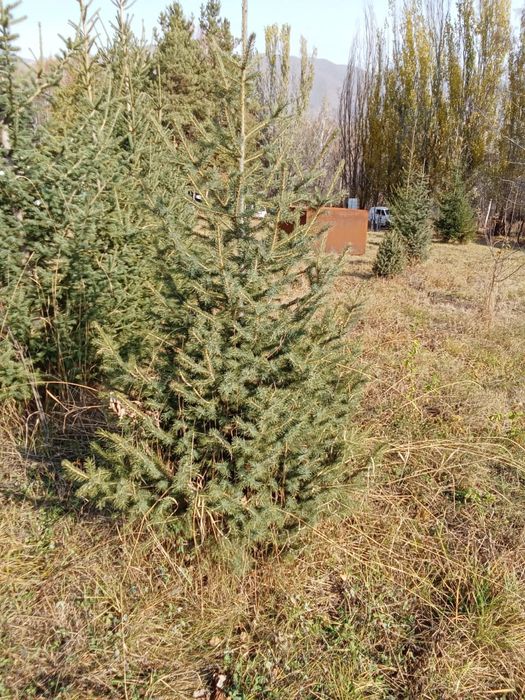 Ели таньшанские, европейские