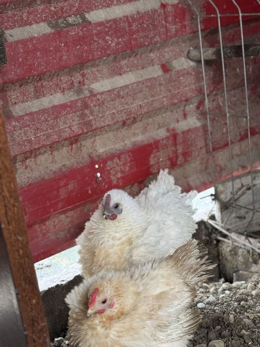 Ouă incubat gaini frezate.