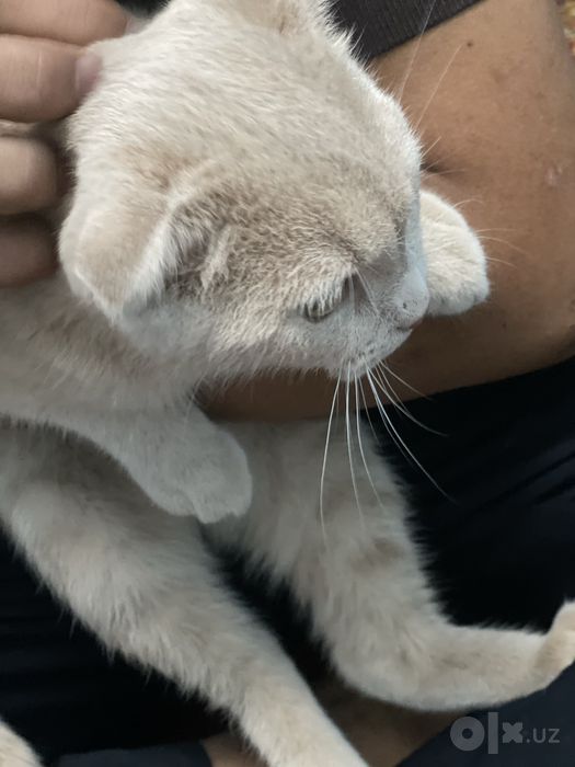 Mushuk zoti Scottish Fold yoshi 8 oylik