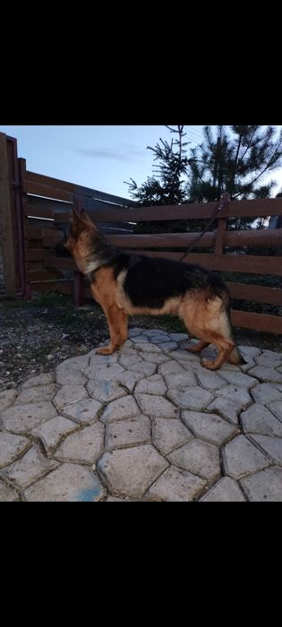 Щенки немецкой овчарки