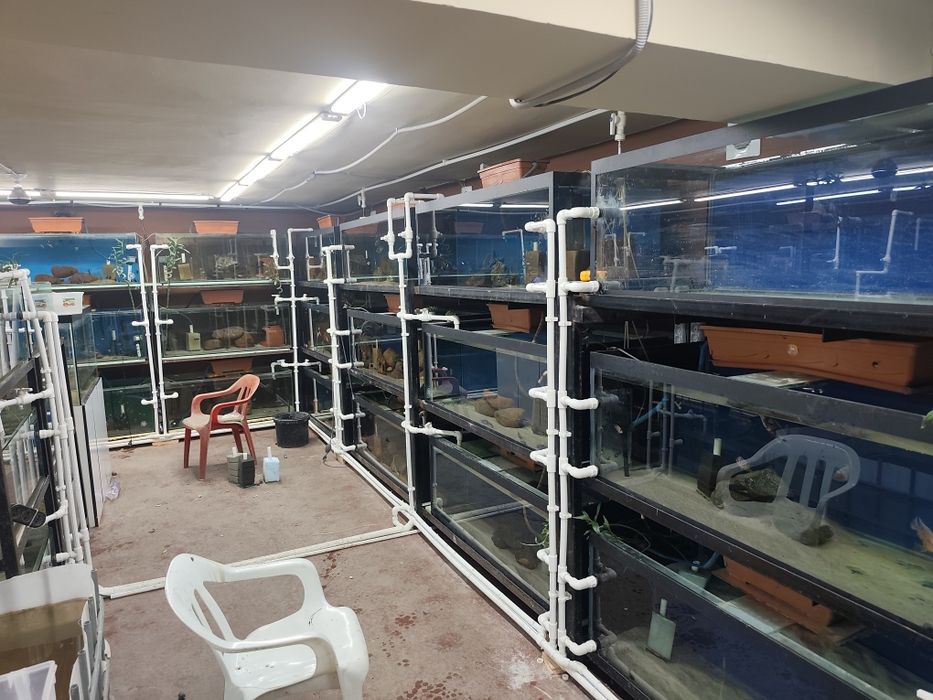 (Baliq razvodnik sotiladi) продается рыбная ферма