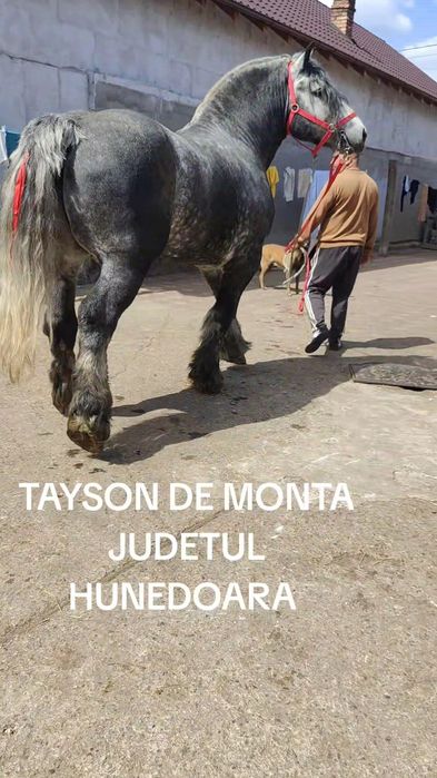 Harmasar Percheron adus din Franța