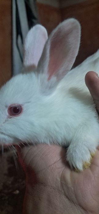 Quyon bolalari toza falndr