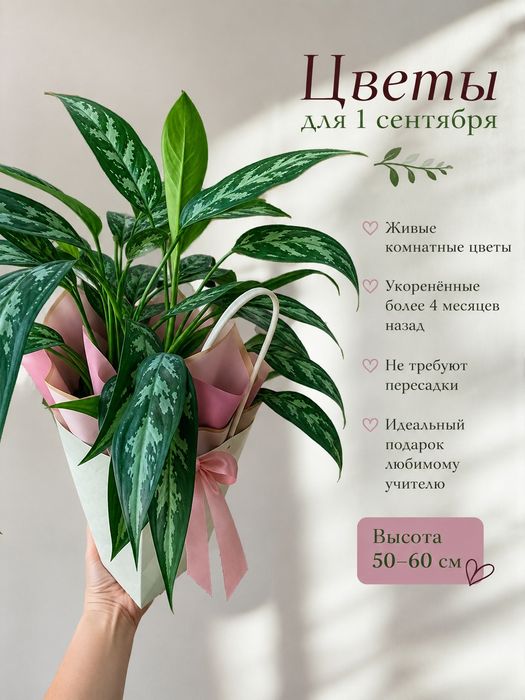 Комнатные растения