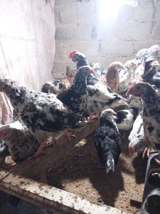 Линенградски ситсевея .   Австралоп қорнопёстор