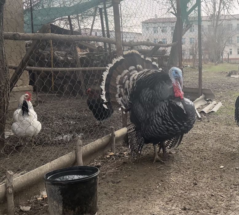 Индюк сатылады, 10 айлық тек қораз