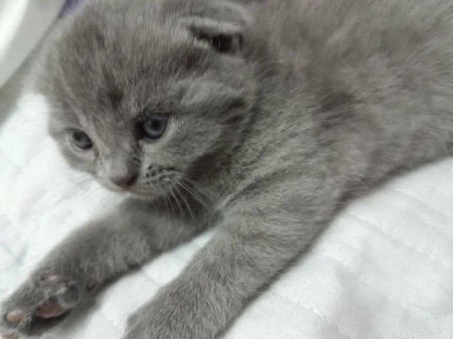 Продаются котята, девочки, одна страйт, 2 фолд вислоухие