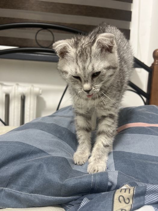 породистая