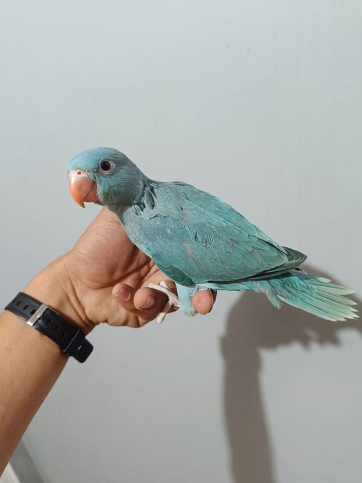 Papagali super blanzi micul alexandru pui crescuti la mana alexander