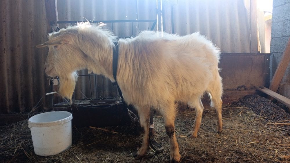 теке  үш жасар дәу