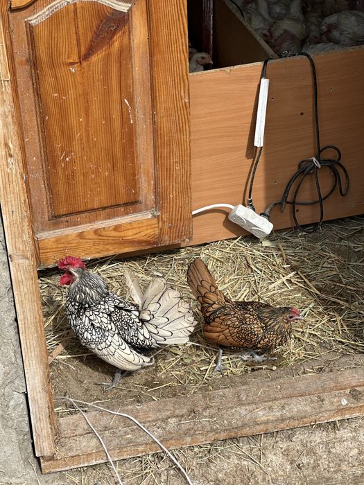 Карлики сибрайт цыплята