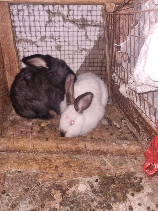 Кролики калефорня