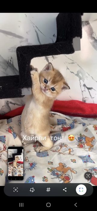 Мушук  шиншилла золотая