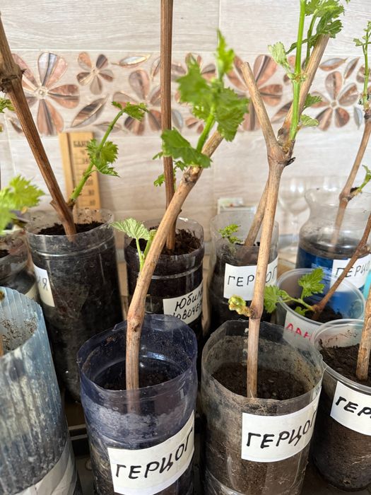 Продам саженцы винограда